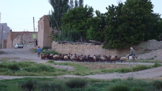 تصاویر قدیمی از دامداران شهر کرسف(خیابان سرچشمه)